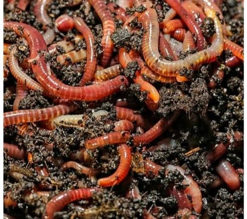 Red Earthworms For Vermicompost, Packaging Size : 5 Kg