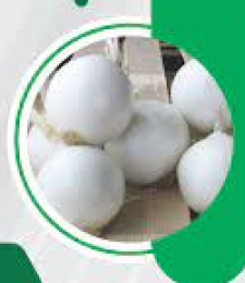 Natural Hybrid White Onion Seeds, Packaging Type : Plastic Pouch