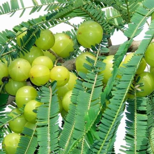 Organic Amla For Murabba, Medicine
