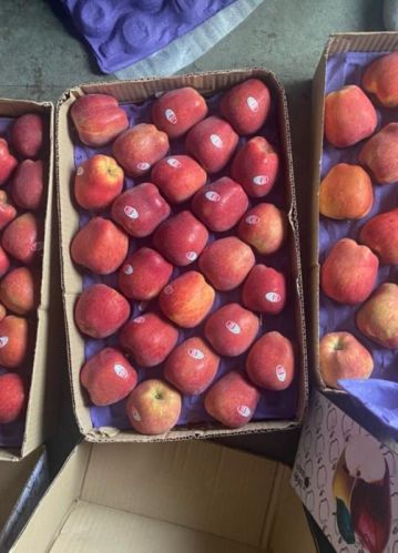 Red Organic Apple Kinnaur, For Human Consumption, Packaging Type : Paper Box