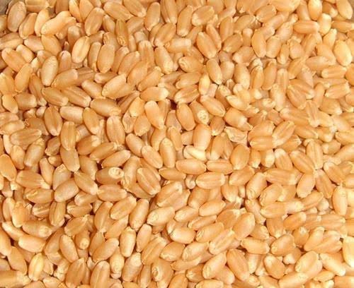 Natural Wheat Grains For Making Bread, Cooking, Bakery Products