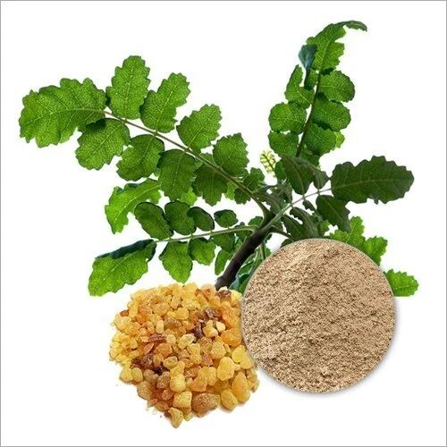 Brown Cressida Powder Natural Boswellia Extract, For Medicinal, Beauty, Style : Fresh