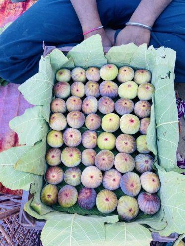 Common Fresh Fig, Packaging Type : Corrugated Box