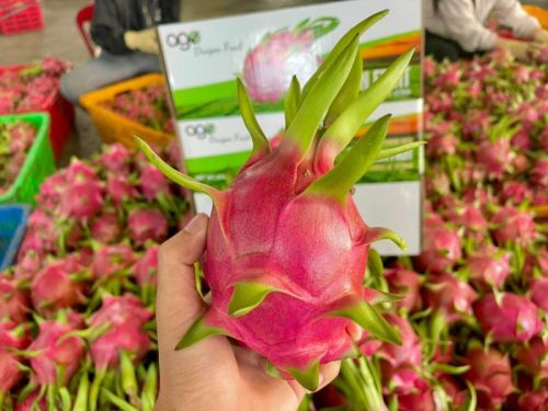 Organic Dragon Fruit, For Human Consumption, Certification : FSSAI Certified