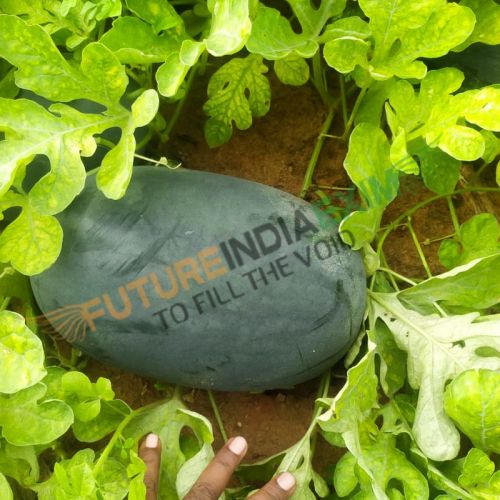 Green Round Oval Fresh Natural Watermelon, For Human Consumption, Packaging Type : Jute Bag