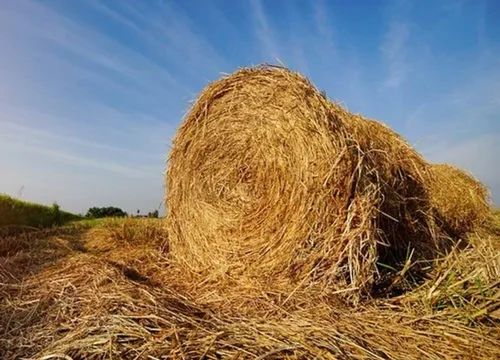 Paddy Straw, Grade Standard : Feed Grade