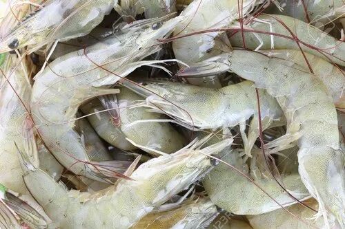 White Frozen Vannamei Shrimp, Packaging Type : Vaccum Packed