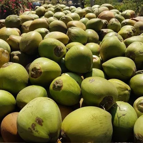 Green A Grade Fresh Tender Coconut, For Cooking, Packaging Type : Gunny Bags