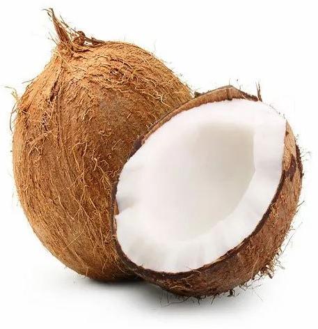 Organic Semi Husked Coconut, For Pooja, Cooking, Packaging Type : Gunny Bags