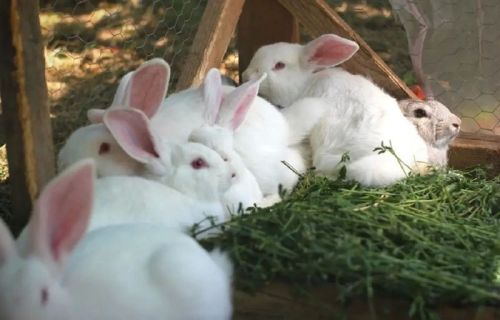 White 1.5 Kg Live Rabbit