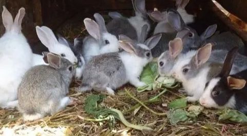 Grey/White 500 Gm Live Rabbit