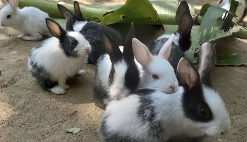 White/ Black 1 Kg Live Rabbit