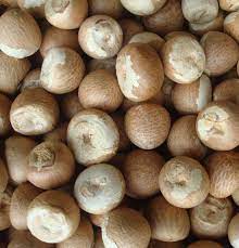 Brown Common Dry Betel Nuts, For Ayurvedic Formulation, Pooja, Packaging Size : 5 Kg, 10 Kg