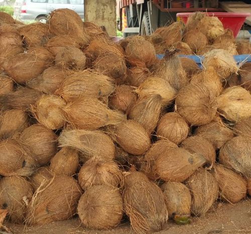 Brown Solid Natural Fully Husked Coconut, For Pooja, Cooking, Style : Fresh