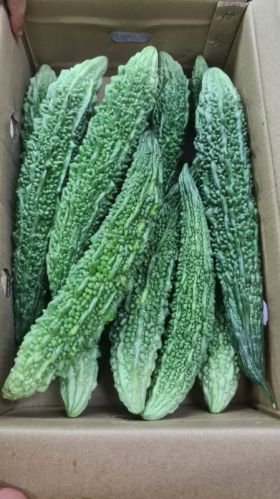 Light Yellow Bitter Gourd, Packaging Type : Plastic Pouch