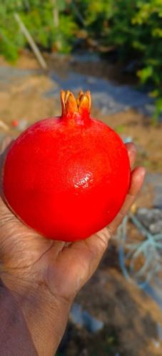 Red Organic Pomegranate, For Human Consumption, Packaging Type : Plastic Box