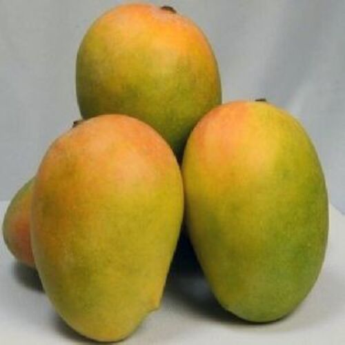 Green Fresh Kesar Mango, For Human Consumption, Packaging Type : Wooden Carton