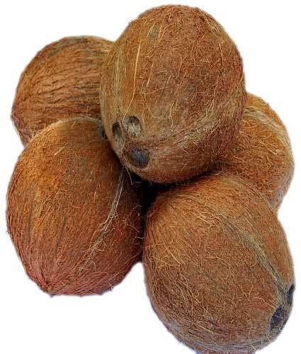 Hard Organic Dehusked Coconut, For Pooja, Medicines, Cosmetics, Cooking, Shelf Life : 3 Months