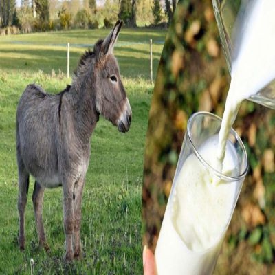 Liquid White Donkey Milk, For Medicine Use, Certification : FSSAI Certified