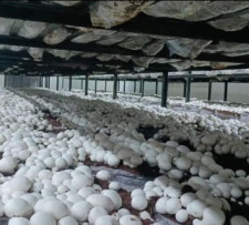 Creamy Organic Button Mushroom, For Cooking