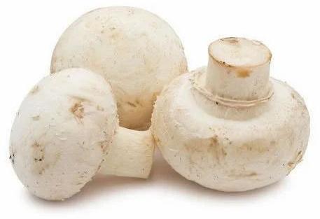 Fresh Button Mushroom, Quality Available : A Grade