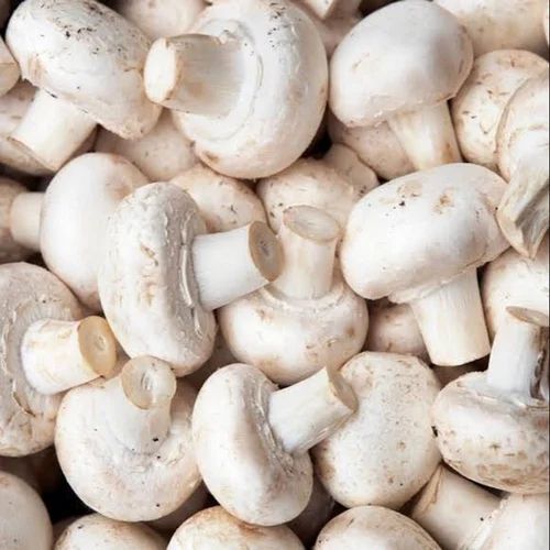 Fresh Indian Button Mushroom, Color : White