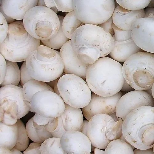 Organic Button Mushroom, For Cooking, Color : White