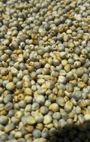 Fine Processed Natural Bajra Seeds, For Cooking, Cattle Feed, Packaging Type : Plastic Bag