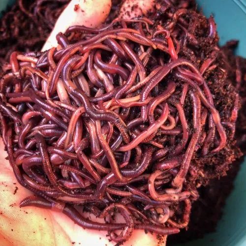 Live Earthworms, Packaging Size : 5 Kg To 50 Kg