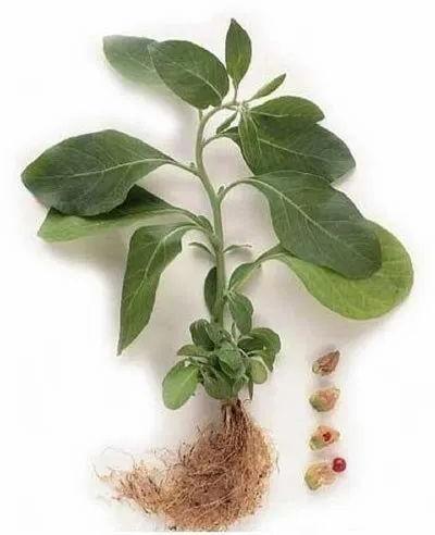 Green Ashwagandha Plant