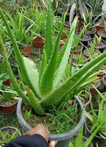 Natural Aloe Vera Plant For Improves Digestive Health