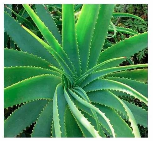 Organic Aloe Vera Plant For Improves Digestive Health