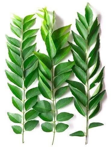 Raw Natural Green Curry Leaves, For Food Medicine, Cooking