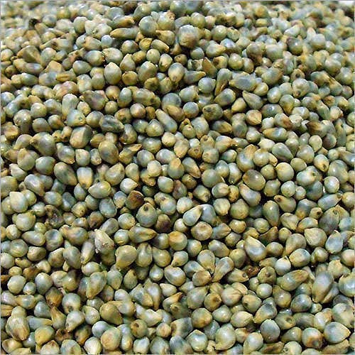 Yellow Common Natural Bajra Seed, For Cooking, Cattle Feed, Packaging Size : 50kg