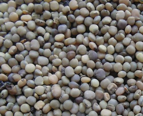 Grey Common Guar Seed, For Human Consumption, Food Industry, Shelf Life : 6 Month