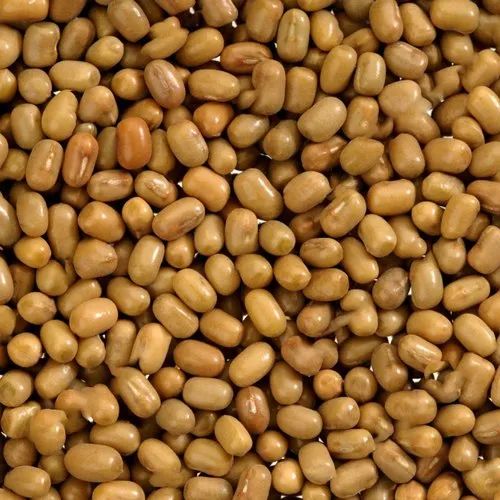 Natural Moth Bean Seed, Feature : Airtight Packing, High Purity Rich, Hygienically Packed, Longer Shelf Life