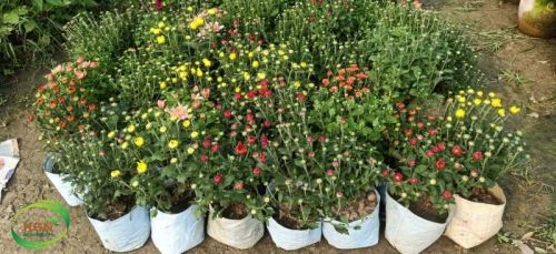 Mulit Colour Chandramallika Flower Plant, For Garden, Age : 0-1yr