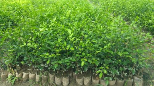 Green Kamini Plant, For Decoration, Gardening, Size : All Sizes