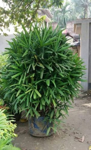 Rhapis Excelsa Palm Plant, Color : Green
