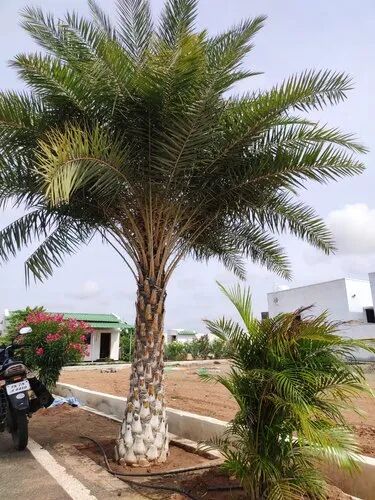 Natural Green Organic Date Palm Trees, For Outdoor Plants