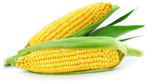 Sweet Corn