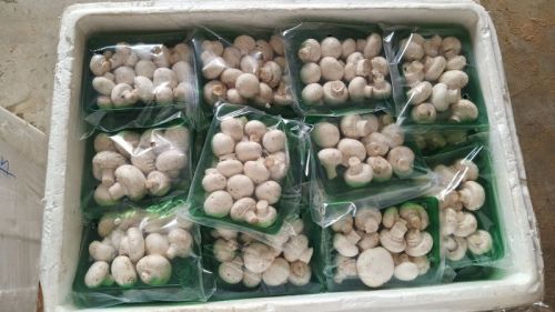 Fresh Mushroom, Quality Available : A Grade