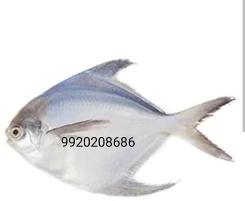 Silver Pomfret, Style : Fresh