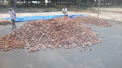 Dry Coconuts, For Oil, Cooking, Taste : Sweet