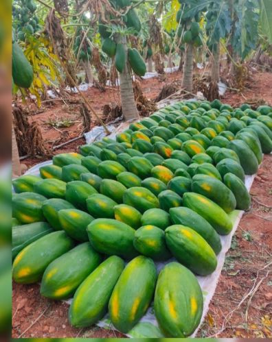 Organic Papaya Fruit, Taste : Sweet