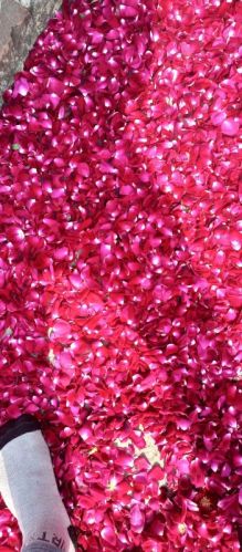 Pink Common Dry Rose Petals, For Cosmetics, Occasion : Birthday