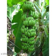 Organic Banana, Packaging Size : 5 Kg