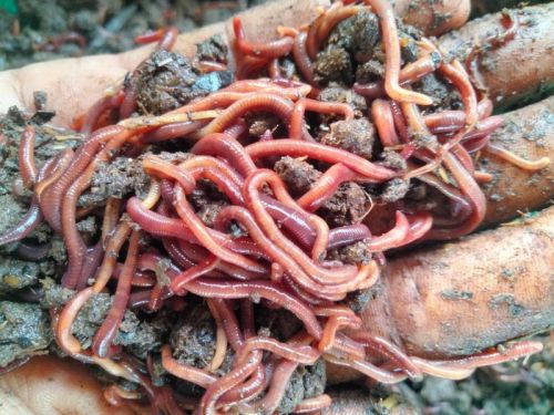 Red Australian Breed Eisenia Fetida Live Earthworms