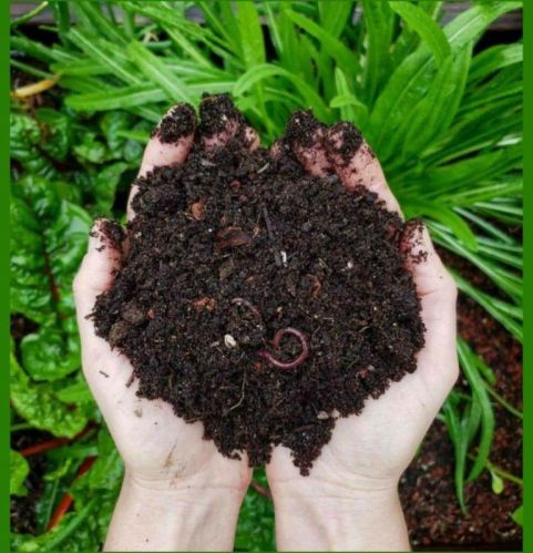 Black-brown Organic Vermicompost Fertilizer, For Agriculture, Packaging Type : Plastic Bag