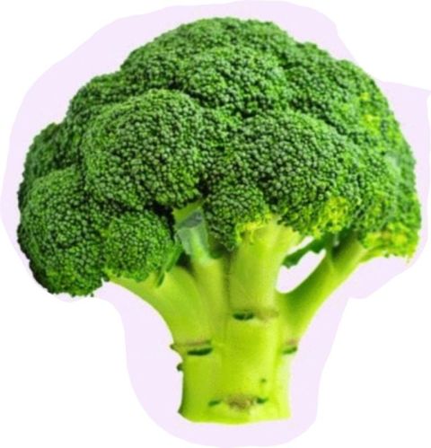 Dark Green Fresh Broccoli, For Human Consumption, Packaging Size : 25kg